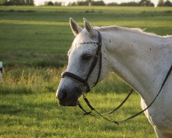 Springpferd Cornets Conner (Zweibrücker, 2006, von Cornet Obolensky)