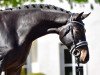 dressage horse Lambada A 3 (Holsteiner, 2018, from Diamar)