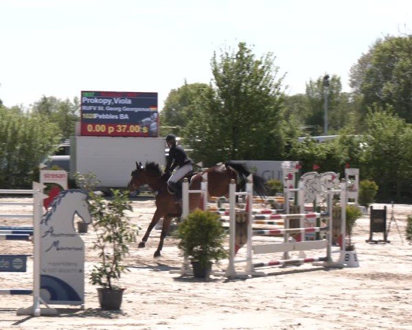 Reitturnier Nienberge 2025