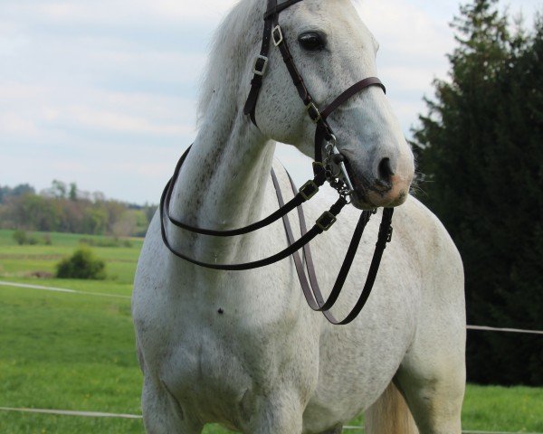 broodmare Bella Bionda 7 (Holsteiner, 2009, from Cassiano)