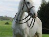 broodmare Bella Bionda 7 (Holsteiner, 2009, from Cassiano)
