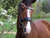dressage horse Florenzia (Oldenburg, 2022, from Zoom 8)