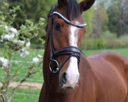 dressage horse Florenzia (Oldenburg, 2022, from Zoom 8)