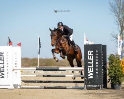 jumper Tutti Fruitti van de Fruitkorf (Belgian Warmblood, 2019, from Cornet Obolensky)