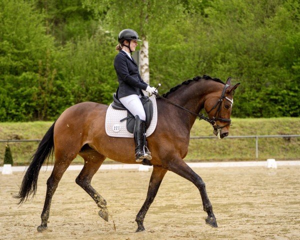 dressage horse Zahnfee (German Sport Horse, 2015, from Birkhof's Zalando OLD)