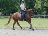 dressage horse Delight 55 (German Riding Pony, 2009, from Derano Gold)