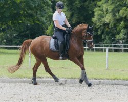 dressage horse Delight 55 (German Riding Pony, 2009, from Derano Gold)