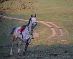 dressage horse Showmaster (Oldenburg, 2007, from Shamrock)