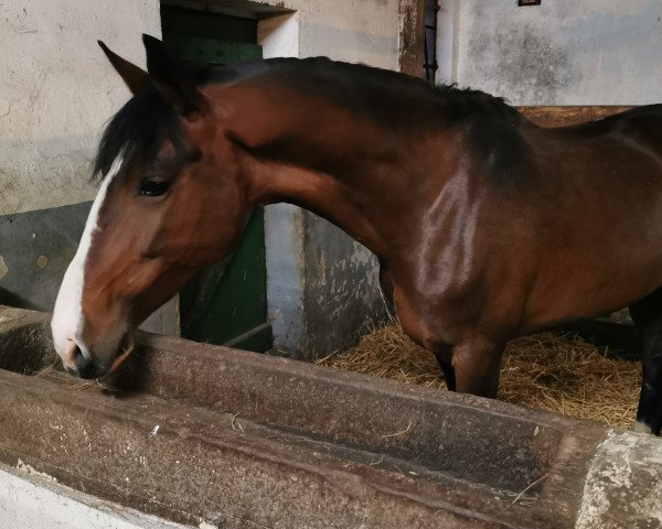 Pferd Helana J. B. (KWPN (Niederländisches Warmblut), 2012, von Patijn)