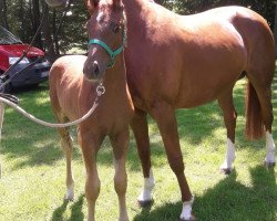 dressage horse Hengst von For Romance I / Brentano II (Westphalian, 2021, from For Romance I)