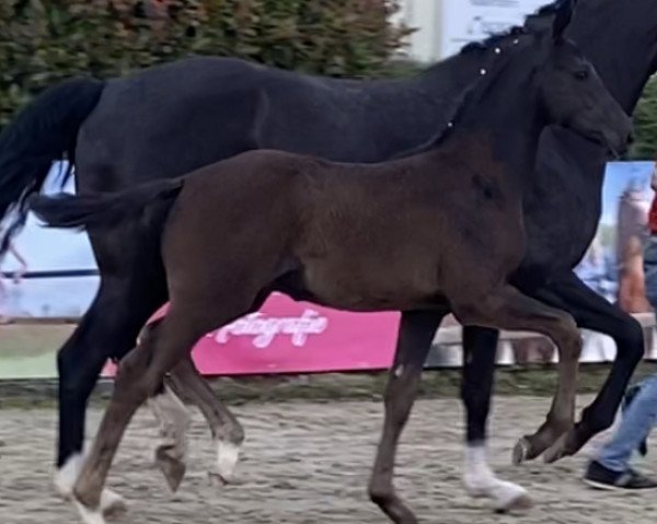dressage horse Hengst von Rubin-Royal / Bordeaux (Westphalian, 2021, from Rubin Royal OLD)