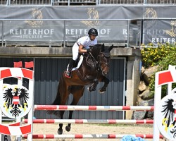 Zuchtstute Chocolate Chip (Oldenburger Springpferd, 2011, von Clinton I)