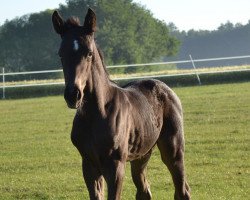 dressage horse Satscha W (Westphalian, 2017, from Symphonic)