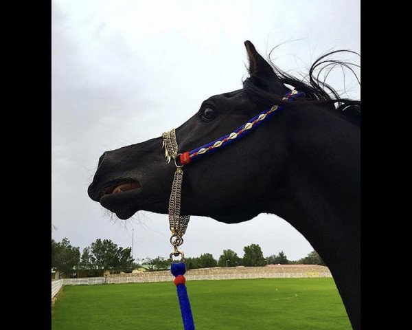 stallion Carsal Tahsoun ox (Arabian, 1998, from Ansata Exemplar EAO)