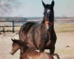 broodmare Stalymbe-K (German Sport Horse, 2009, from Stalypso)
