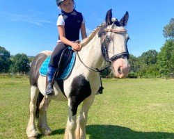 dressage horse Ritchi (Tinker / Irish Cob / Gypsy Vanner, 2018)