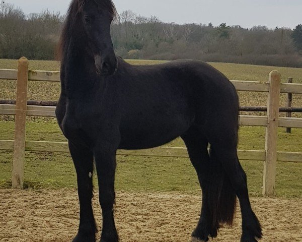 Pferd Thero (Friese, 2022, von Gjalt 426)