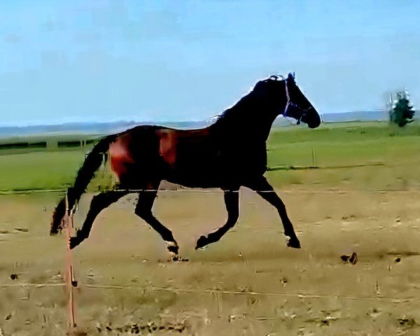 dressage horse Sylvestersonn (Oldenburg, 2019, from Tørveslettens Sylvester)