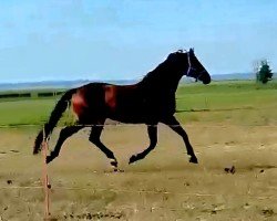 dressage horse Sylvestersonn (Oldenburg, 2019, from Tørveslettens Sylvester)