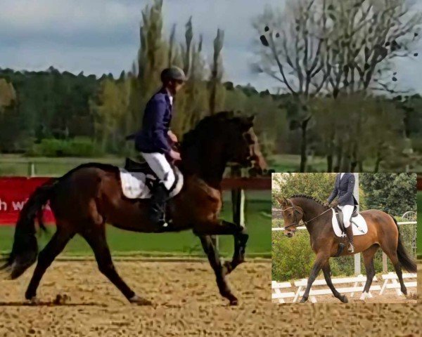 Zuchtstute Le Chambé K (Deutsches Sportpferd, 2011, von Levisonn 208 FIN)