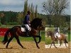 Zuchtstute Le Chambé K (Deutsches Sportpferd, 2011, von Levisonn 208 FIN)