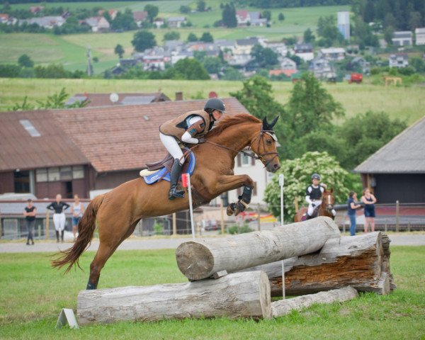 eventing horse Check it out 8 (Oldenburg, 2013, from Check In 2)