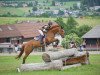 eventing horse Check it out 8 (Oldenburg, 2013, from Check In 2)