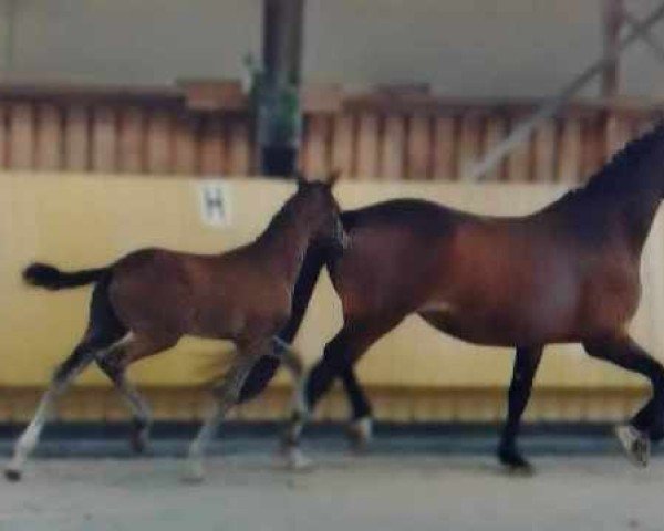 dressage horse Sonnenschein (Oldenburg, 2018, from Secret)