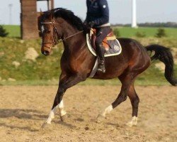 broodmare Con Chambé K (German Sport Horse, 2013, from Contendro I)