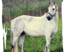 broodmare Time Lette (KWPN (Royal Dutch Sporthorse), 2000, from Goodtimes)
