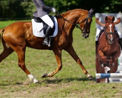 dressage horse Leyca Korrelett (KWPN (Royal Dutch Sporthorse), 2016, from Eye Catcher)