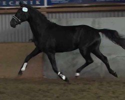 Dressurpferd Kovernor Korrelett (KWPN (Niederländisches Warmblut), 2015, von Governor-Str)