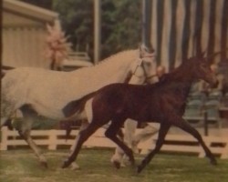 broodmare Illette (KWPN (Royal Dutch Sporthorse), 1990, from Olympic Treffer)