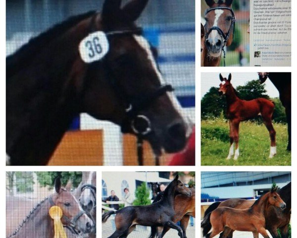 broodmare Duschambe (Brandenburg, 1998, from Drosselbart)