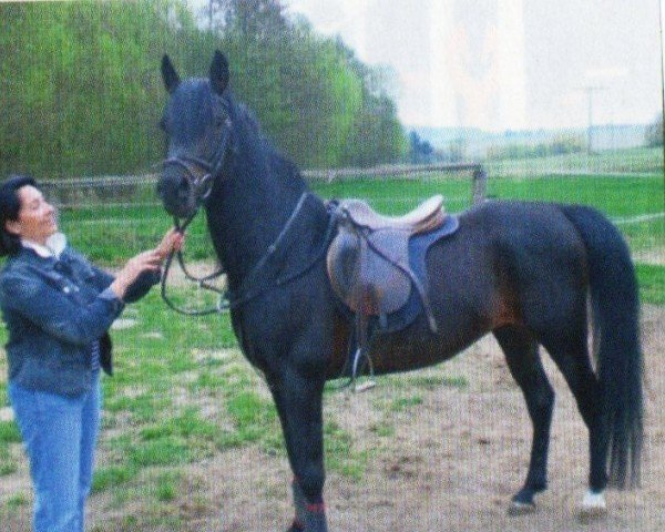 horse El Bark Ibn Wassem Mouraad ox (Arabian purebred, 2005, from Waseem Mouraad ox)