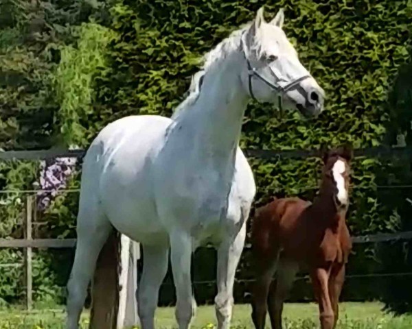 broodmare Tamila (Brandenburg, 2002, from Levisto Z)