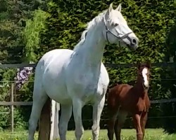 broodmare Tamila (Brandenburg, 2002, from Levisto Z)