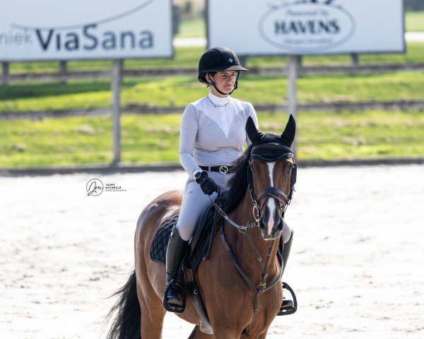 jumper Mississippi (KWPN (Royal Dutch Sporthorse), 2017, from VDL Harley)
