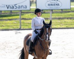 jumper Mississippi (KWPN (Royal Dutch Sporthorse), 2017, from VDL Harley)