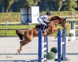 jumper Chuck Z 3 (Zangersheide riding horse, 2018, from Comilfo Plus Z)