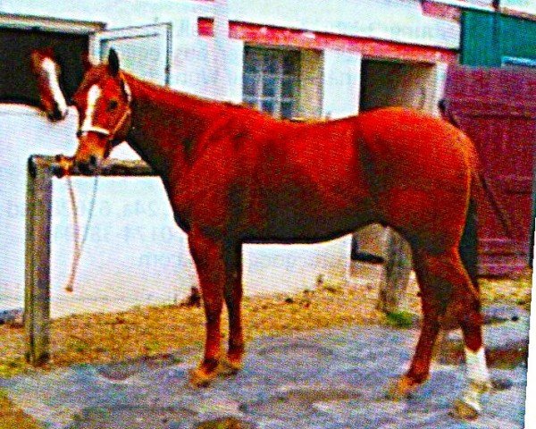 Pferd Rockets Arrow (Quarter Horse, 2005, von Rockets Spectacle)
