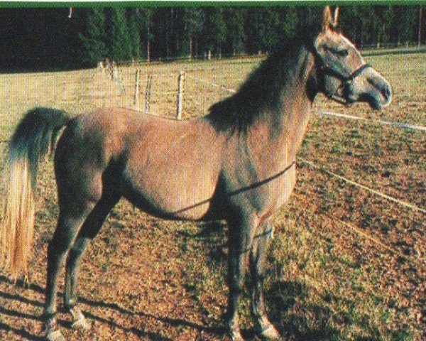 horse Pilina (Arabian, 2001, from Cugant ox)
