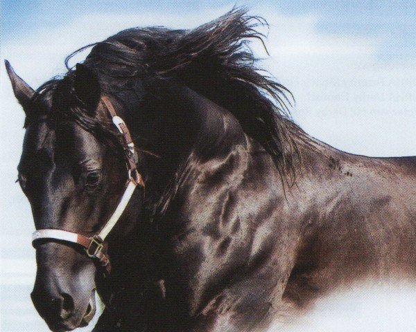 Pferd Black Jac 1997 (Quarter Horse, 1997, von Jacs Great Spirit)