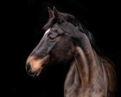 dressage horse Stella B (German Sport Horse, 2005, from Ra 1)