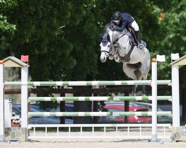 jumper Stakonja PS (Oldenburg show jumper, 2017, from Stakkatol)
