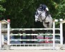 jumper Stakonja PS (Oldenburg show jumper, 2017, from Stakkatol)