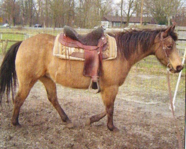 horse Jay Jay Whizatchex (Quarter Horse, 2005, from Whizatchex)