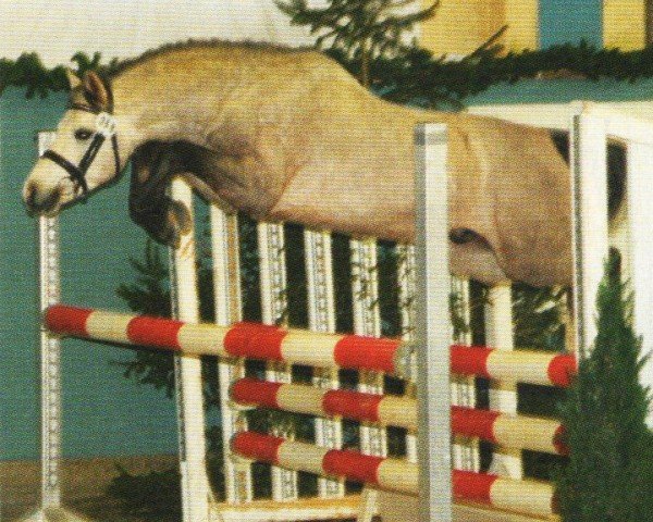horse Frankenhoeh's Troja (Welsh-Pony (Section B), 2005, from Tijd Vlijt's Amadeous)