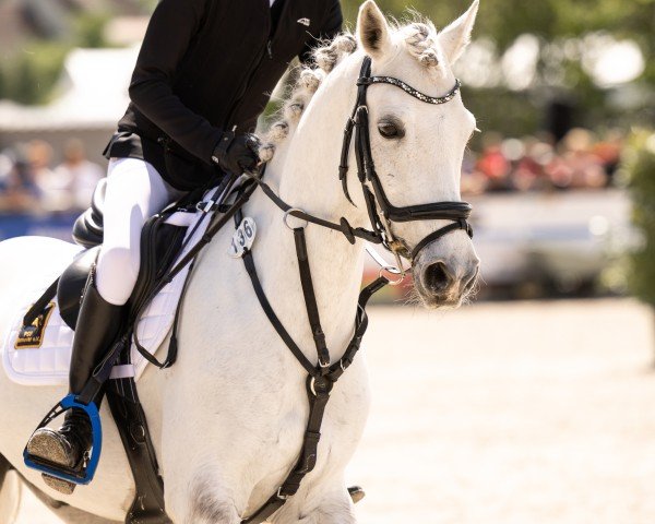 Springpferd Mon Petit Pitou (Deutsches Reitpony, 2016, von Petit Magic Colour)