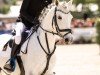 jumper Mon Petit Pitou (German Riding Pony, 2016, from Petit Magic Colour)